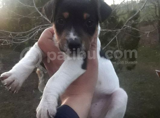 Jack Russel Bebekler görsel