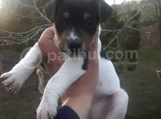 Jack Russel Bebekler
