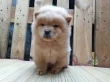 Chow Chow Çin Aslani Beyaz Yavrumuz