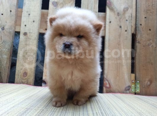 Chow Chow Çin Aslani Beyaz Yavrumuz görsel