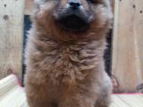 Chow Chow Çin Aslani Kahve Rengi Yavrumuz