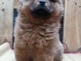 Chow Chow Çin Aslani Kahve Rengi Yavrumuz