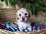 Apricot Dişi Toy Poodle Yavrumuz