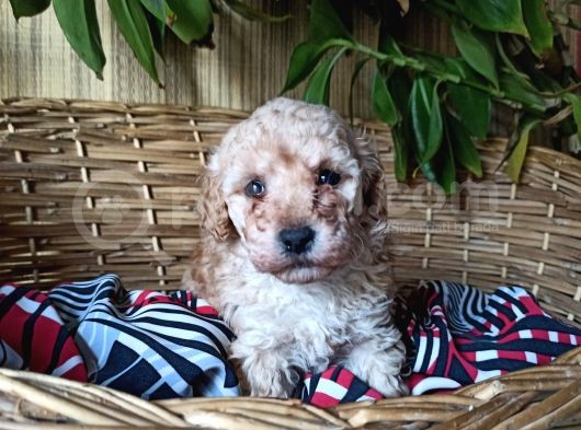 Apricot Dişi Toy Poodle Yavrumuz görsel