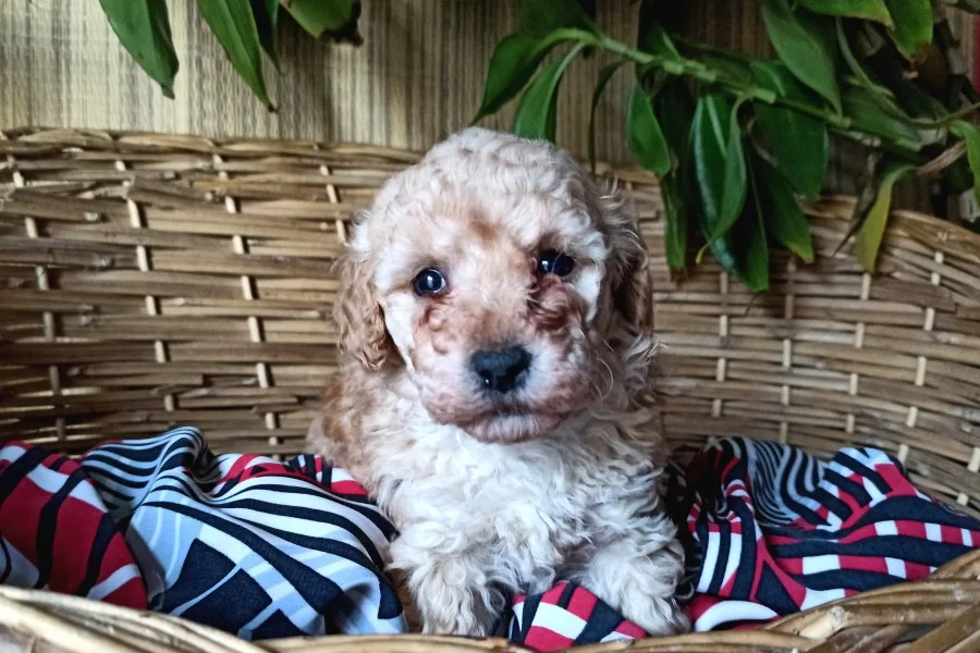 Apricot Dişi Toy Poodle Yavrumuz