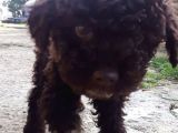 Lagotto 2 Aylik Yavrumu Sahiplendiriyorum.