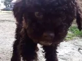 Lagotto 2 Aylik Yavrumu Sahiplendiriyorum.