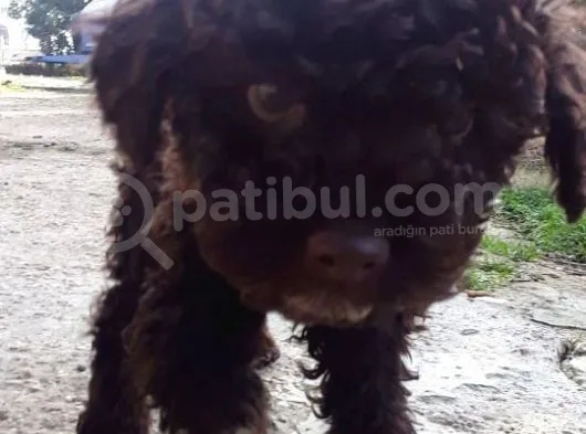 Lagotto 2 Aylik Yavrumu Sahiplendiriyorum.
