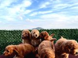Sevimli Red Brown Toy Poodle Yavrularımız