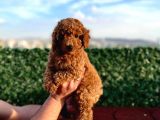 Sevimli Red Brown Toy Poodle Yavrularımız