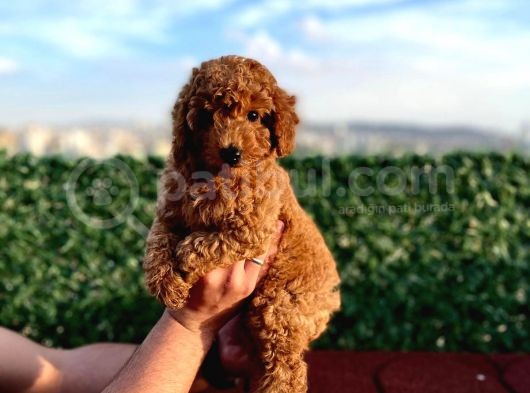 Sevimli Red Brown Toy Poodle Yavrularımız görsel