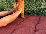 Sevimli Red Brown Toy Poodle Yavrularımız