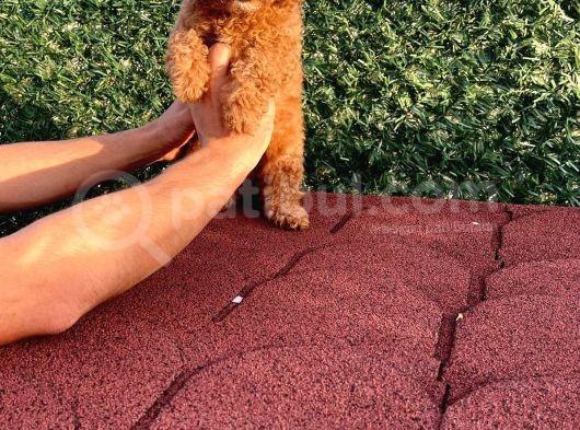 Sevimli Red Brown Toy Poodle Yavrularımız görsel