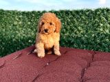 Sevimli Red Brown Toy Poodle Yavrularımız