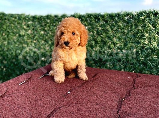 Sevimli Red Brown Toy Poodle Yavrularımız görsel