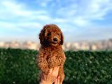Sevimli Red Brown Toy Poodle Yavrularımız