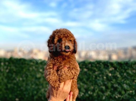 Sevimli Red Brown Toy Poodle Yavrularımız görsel