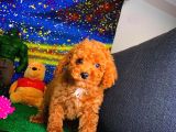 Show Class Secereli  Toy Poodle Yavrularımız