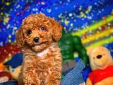 Show Class Secereli  Toy Poodle Yavrularımız