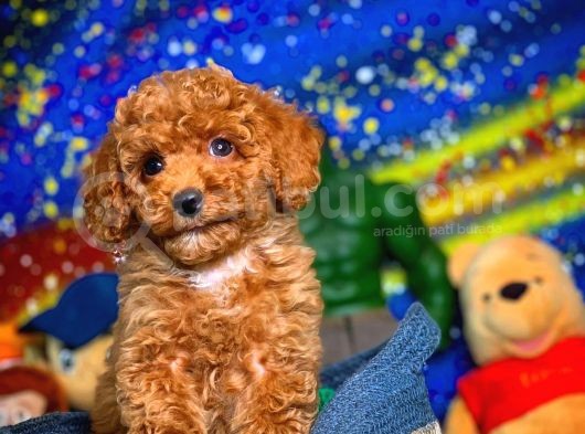Show Class Secereli  Toy Poodle Yavrularımız görsel