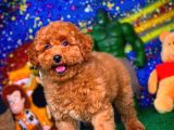 Show Class Secereli  Toy Poodle Yavrularımız