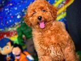 Show Class Secereli  Toy Poodle Yavrularımız
