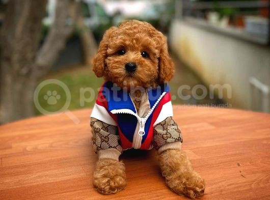 Tüy Dökülmesi  Olmayan Toy Poodle Yavrularımız görsel