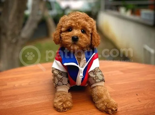 Tüy Dökülmesi  Olmayan Toy Poodle Yavrularımız