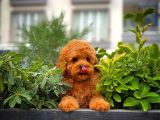 Tüy Dökülmesi  Olmayan Toy Poodle Yavrularımız