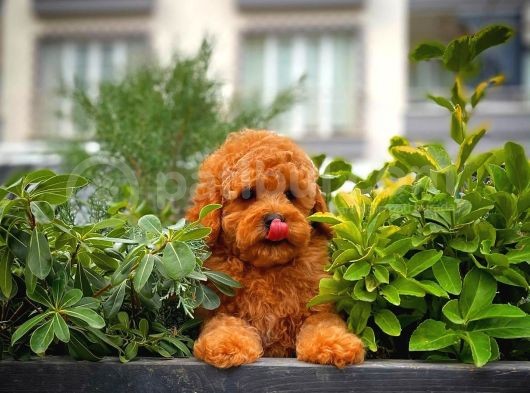 Tüy Dökülmesi  Olmayan Toy Poodle Yavrularımız görsel