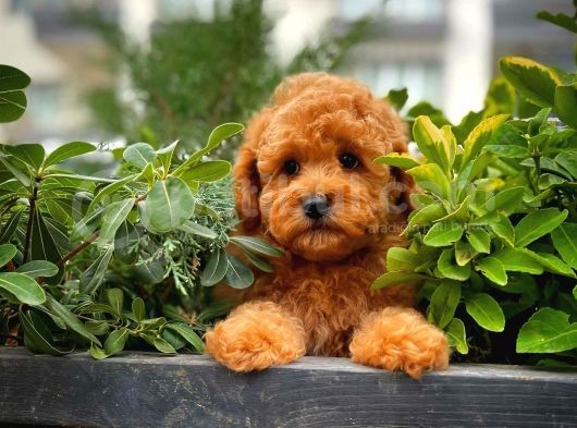 Tüy Dökülmesi  Olmayan Toy Poodle Yavrularımız görsel