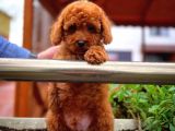Cocuklarla Anlasabılen En Iyı Irk Toy Poodle Yavrusu