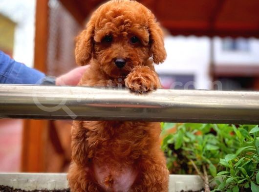 Cocuklarla Anlasabılen En Iyı Irk Toy Poodle Yavrusu görsel