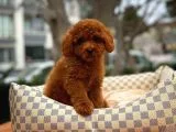 Cocuklarla Anlasabılen En Iyı Irk Toy Poodle Yavrusu