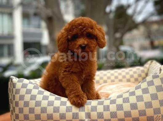 Cocuklarla Anlasabılen En Iyı Irk Toy Poodle Yavrusu
