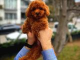 Cocuklarla Anlasabılen En Iyı Irk Toy Poodle Yavrusu