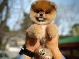En İyi Kalıte Tcup Pomeranian Yavrularımız