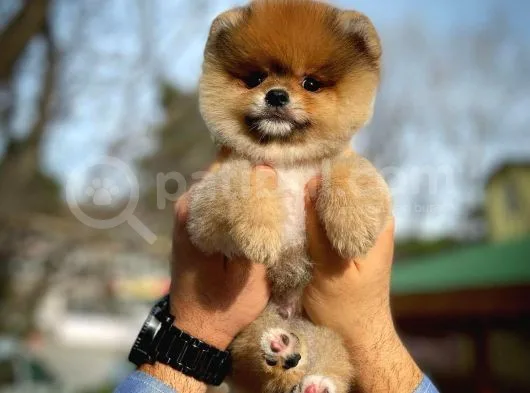 En İyi Kalıte Tcup Pomeranian Yavrularımız