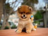En İyi Kalıte Tcup Pomeranian Yavrularımız