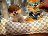 En İyi Kalıte Tcup Pomeranian Yavrularımız