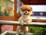 En İyi Kalıte Tcup Pomeranian Yavrularımız