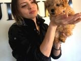 Safkan Orjinal Toy Poodle Yavrumuz