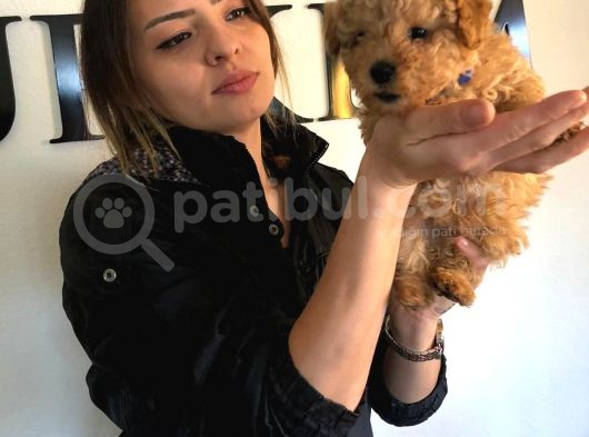 Safkan Orjinal Toy Poodle Yavrumuz görsel