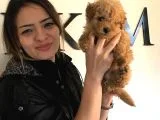 Safkan Orjinal Toy Poodle Yavrumuz