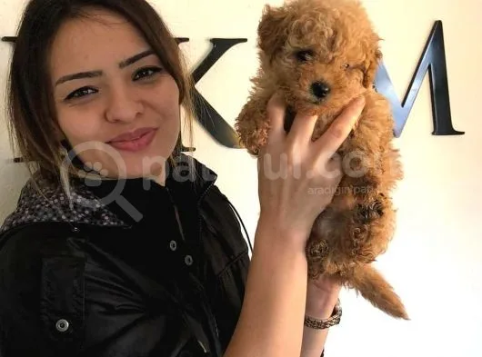 Safkan Orjinal Toy Poodle Yavrumuz