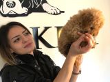 Safkan Orjinal Toy Poodle Yavrumuz