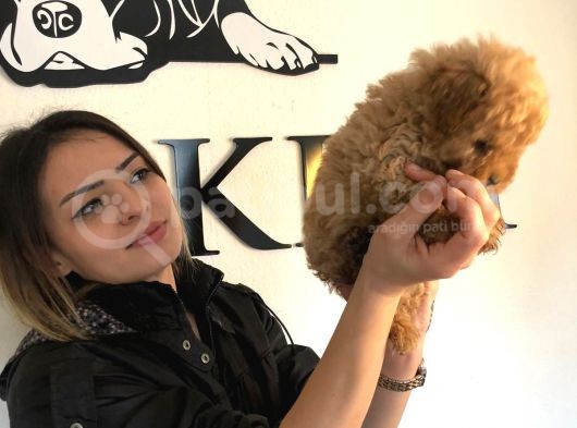 Safkan Orjinal Toy Poodle Yavrumuz görsel