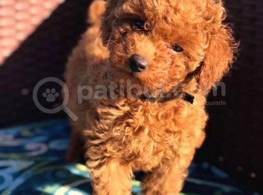 Safkan Orjinal Toy Poodle Yavrumuz görsel