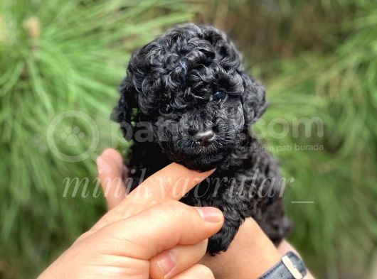 Orijinal Irk Garantili Black Toy Poodle Yavrularimiz görsel