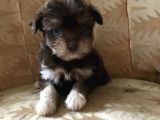 Morkie Yavrular